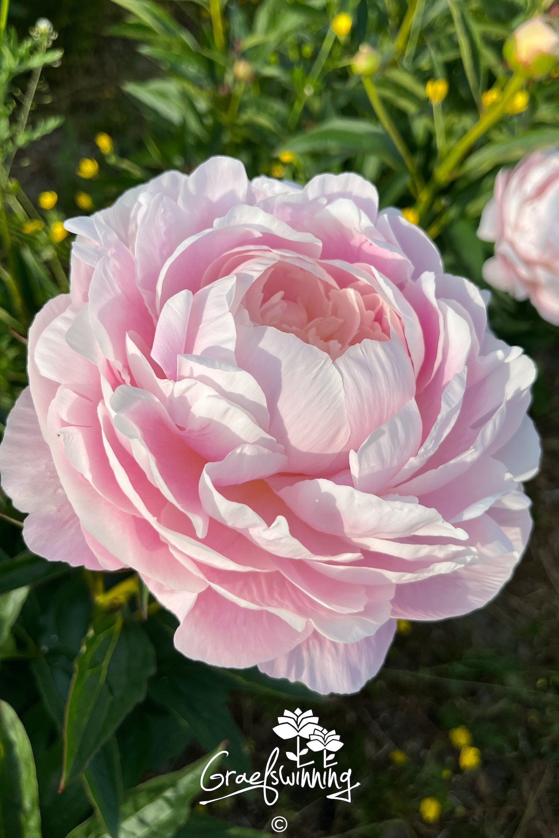 Pioen 'Mrs. Franklin D. Roosefelt'