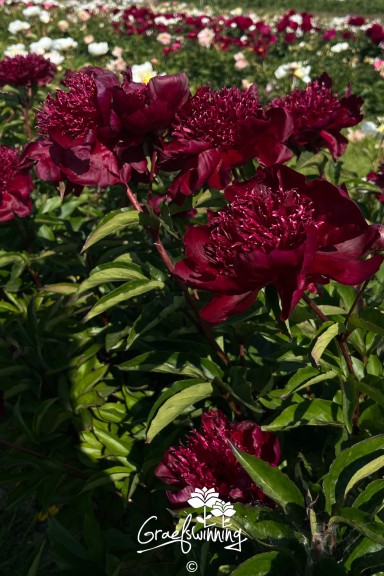 Pivoine 'Hot Chocolate'