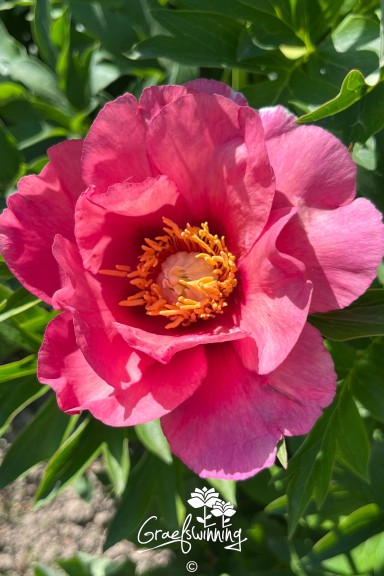 Intersektionelle pfingstrose Old Rose Dandy