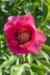 Pivoine intersectionel Old Rose Dandy