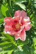 Intersectional peony Old Rose Dandy