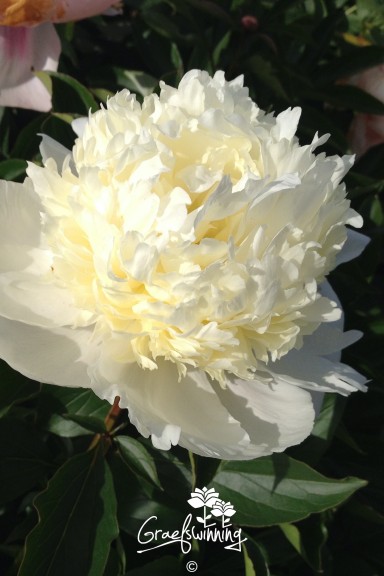 Peony 'Laura Dessert'