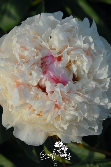 Peony 'Madame de Vernéville'