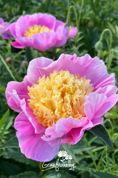 Pfingstrose 'Mr. G. F. Hemerik'