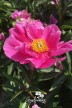 Pivoine 'Fox Trot'