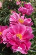 Peony 'Fox Trot'
