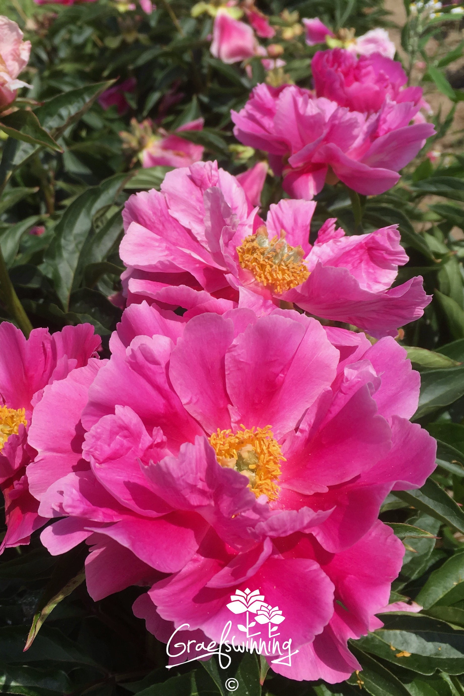 Pfingstrose 'Fox Trot'