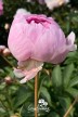 Pivoine 'Hermione'