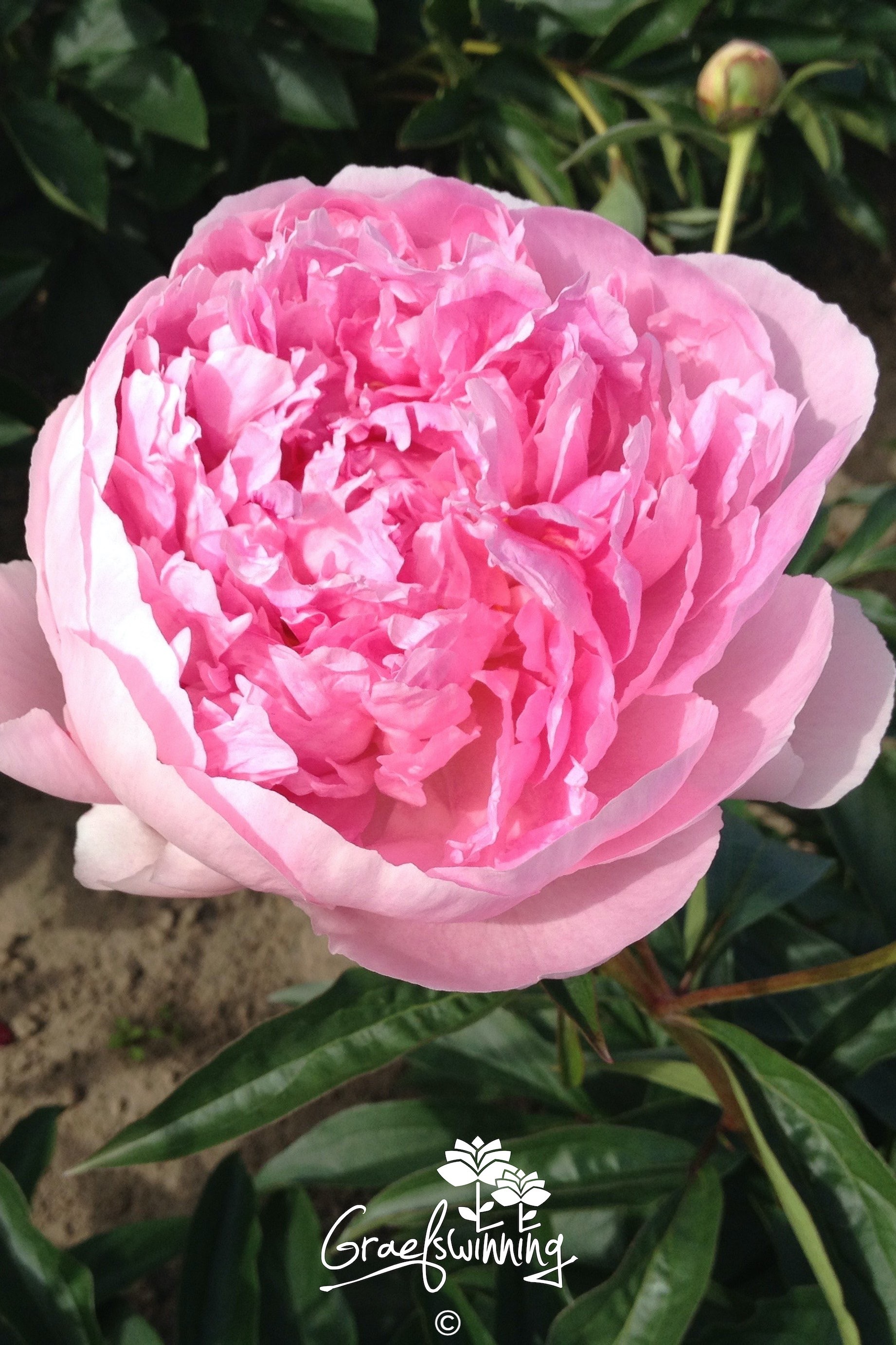 Pfingstrose 'Hermione'