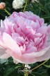 Pivoine 'Hermione'