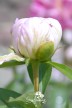Peony 'Pink Jitterbug'