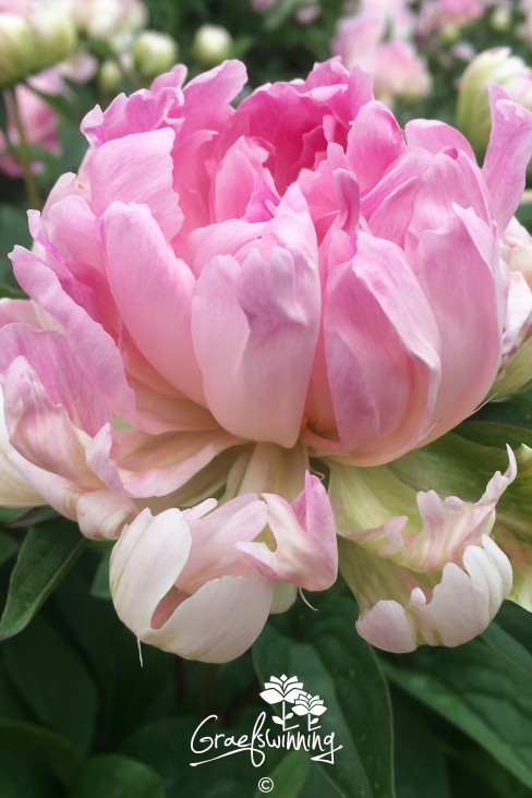 Peony 'Pink Jitterbug'