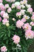 Pivoine 'Pink Jitterbug'