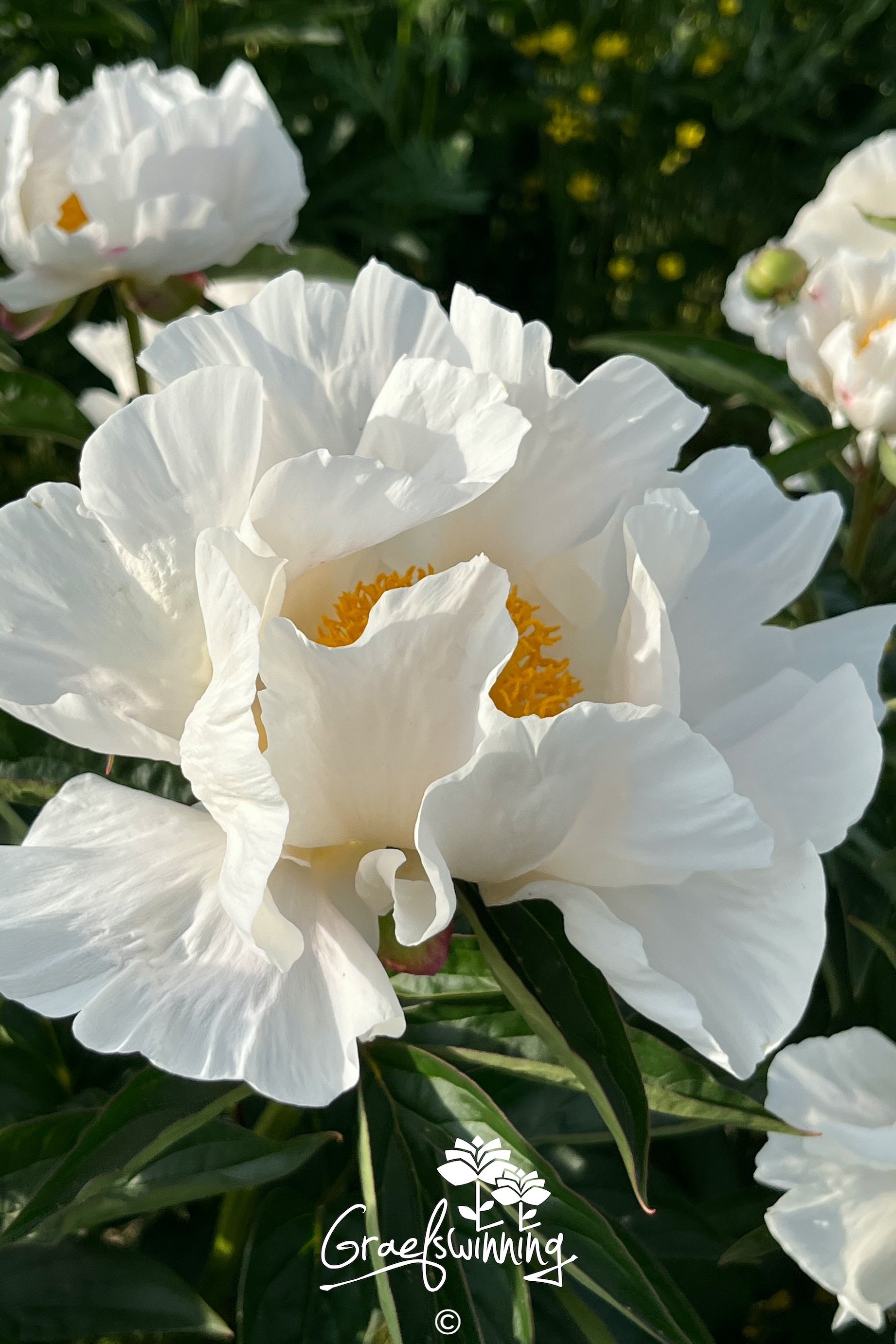 Peony 'Ruffled Clouds'