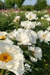 Pivoine  'Ruffled Clouds'