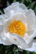 Pivoine  'Ruffled Clouds'