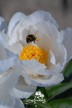 Pivoine  'Ruffled Clouds'