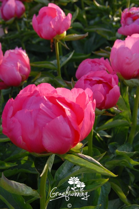 Peony 'Elizabeth Foster'