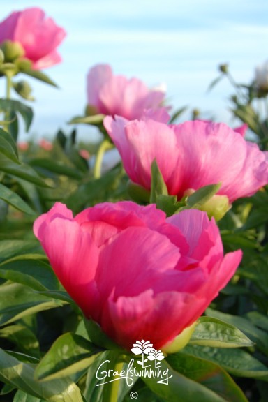 Peony 'Kathryn Ann'