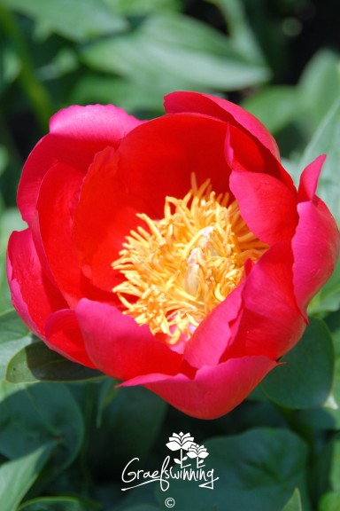 Peony 'Brightness'