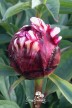 Pivoine 'Circus Circus'