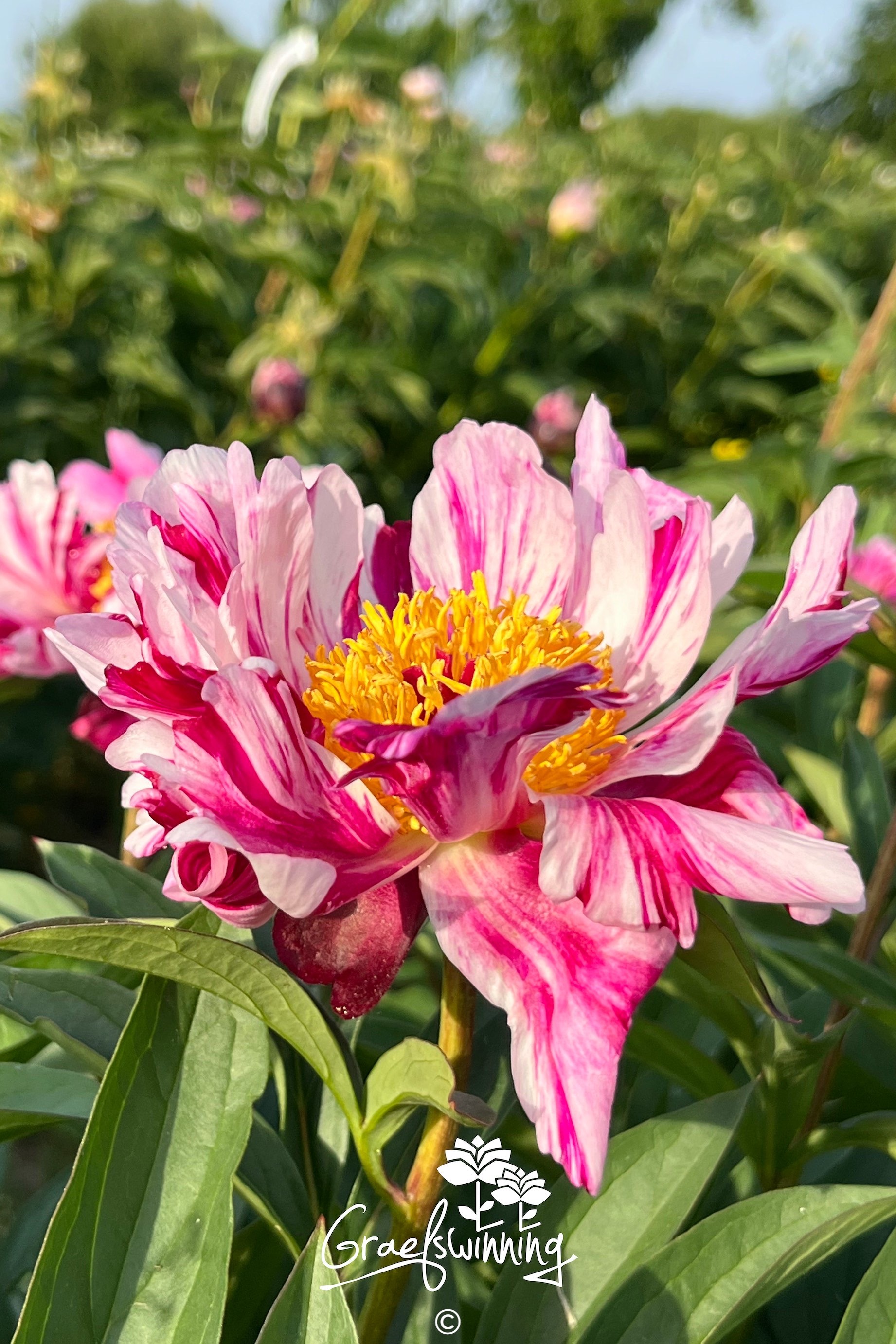 Pivoine 'Circus Circus'
