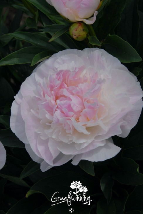 Pfingstrose 'Love's Touch'