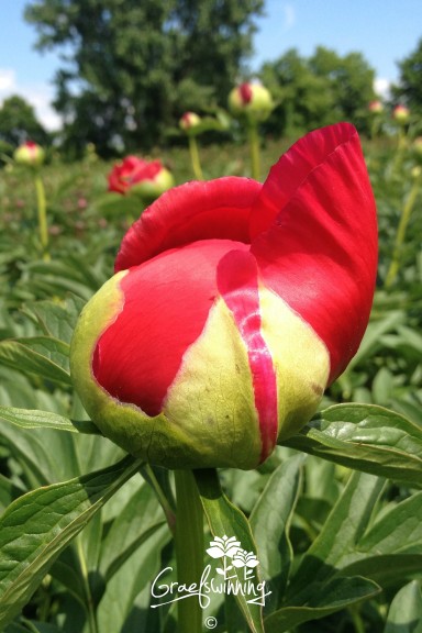 Pfingstrose 'Montezuma'