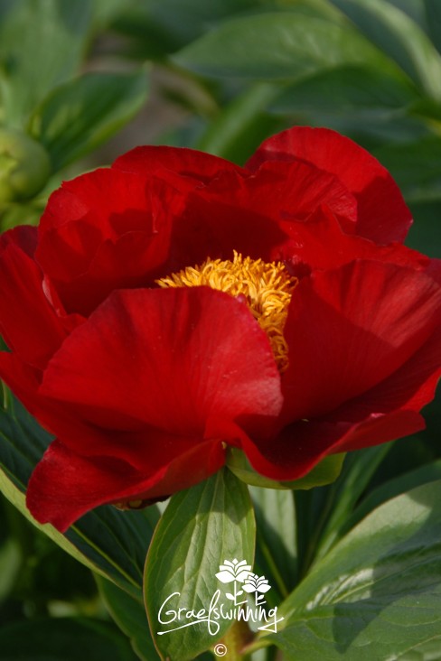 Pivoine 'The Mackinac Grand'