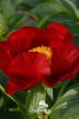 Pivoine 'The Mackinac Grand'