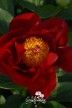 Peony 'The Mackinac Grand'