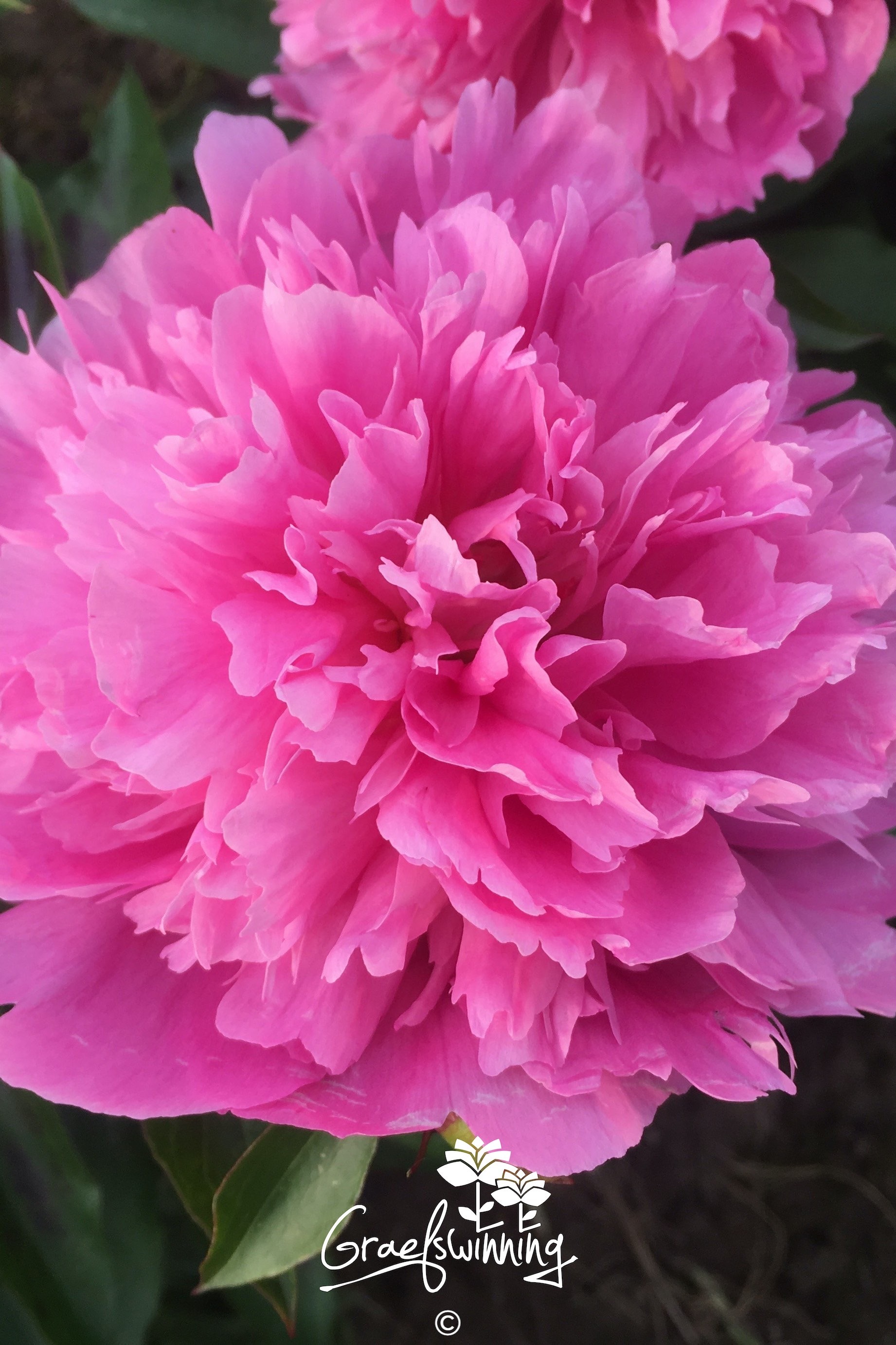 Pfingstrose 'Fragrant Pink Imp'