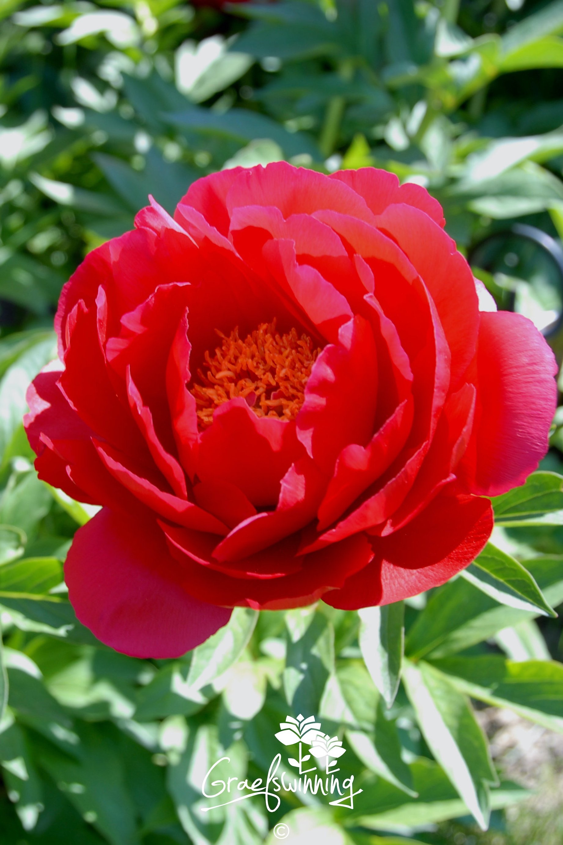 Pivoine 'Scarlet O'Hara'