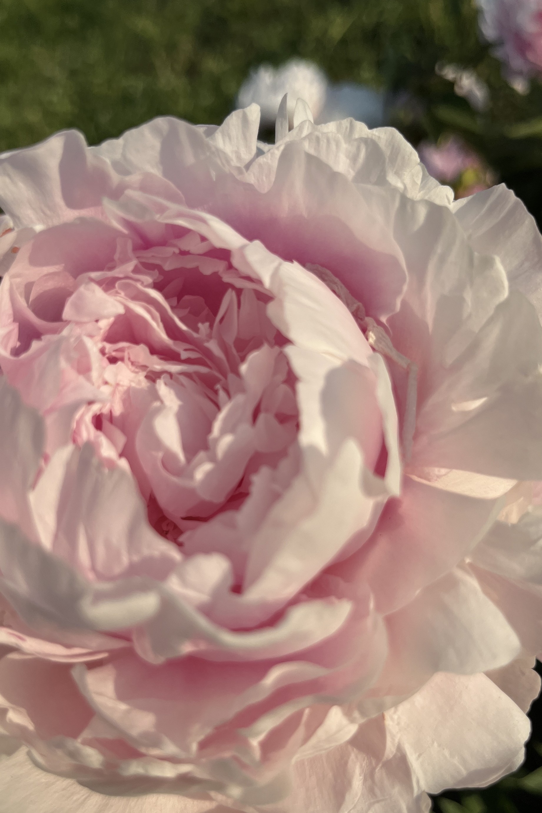 Pfingstrose 'Pink Giant'