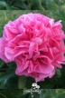Pfingstrose 'Carnation Bouquet'