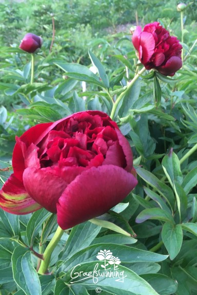 Peony 'Red Satin'