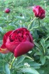 Peony 'Red Satin'