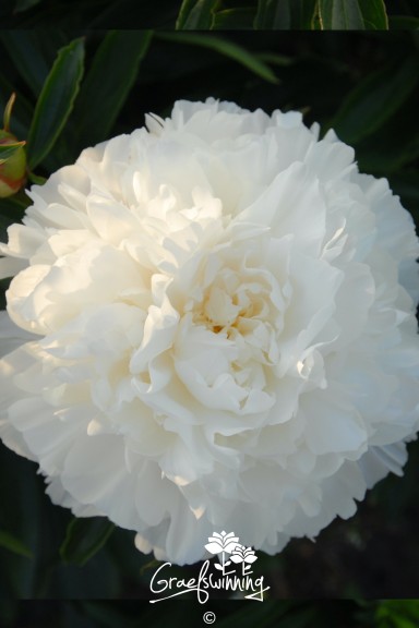 Peony 'White Frost'
