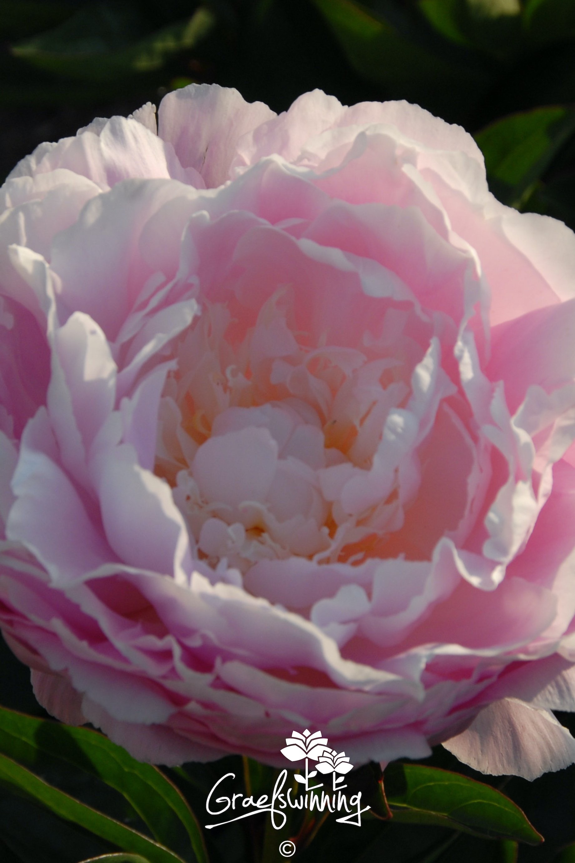 Pfingstrose 'Westhill'