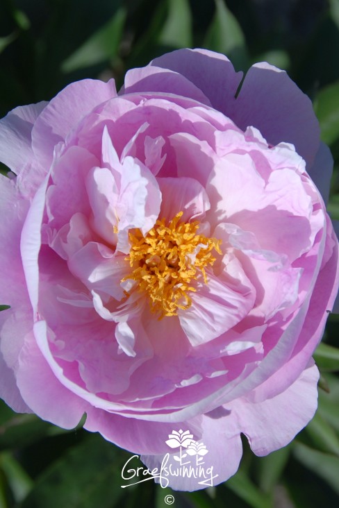Pivoine 'Extra Sweet Pink'