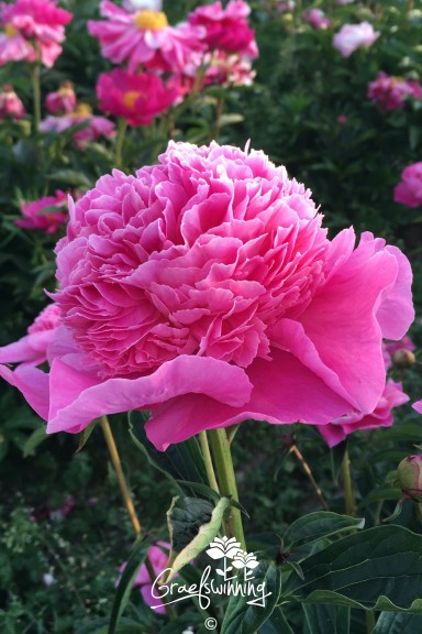 Pfingstrose 'Amabilis'