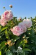 Pivoine 'Pink Giant'
