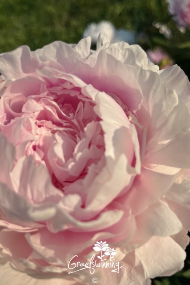 Peony 'Pink Giant'