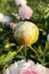 Pivoine 'Pink Giant'