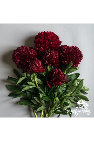 Pfingstrosen Schnittblumen 'Red Grace'