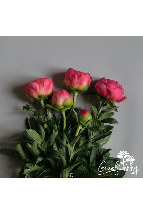 Pioen snijbloemen 'Coral Sunset'