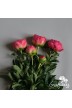 Pioen snijbloemen 'Coral Sunset'