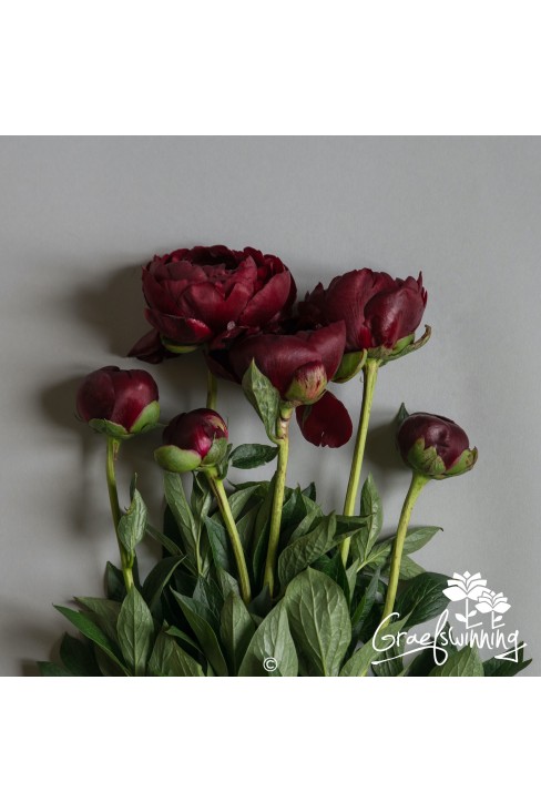 Pivoine fleurs coupées de 'Buckeye Belle'