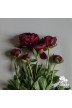 Pfingstrosen Schnittblumen 'Buckeye Belle'