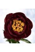 Pfingstrosen Schnittblumen 'Buckeye Belle'